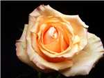 Queens Day Rose